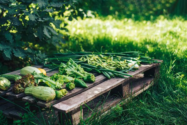 Comment réutiliser des palettes en bois pour un aménagement extérieur écologique ?
