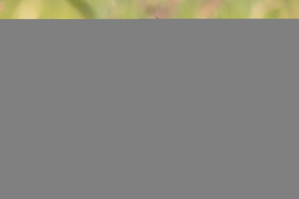 les spectacles de cirque les plus excitants à ne pas manquer