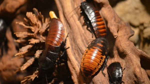 Comment choisir une solution professionnelle contre les blattes ?